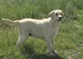 Лабрадор ретривър отгледани женски, снимка 9