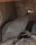 Токачка   мъжка, снимка 2