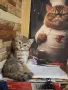 Британско късокосместо коте , снимка 15