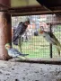 Корели Пойни Вълнисти и др., снимка 1