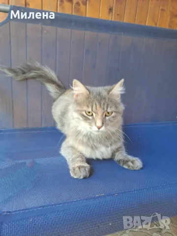 Подарявам две котенца. Майката е дългокосместа., снимка 3 - За котки - 56552912