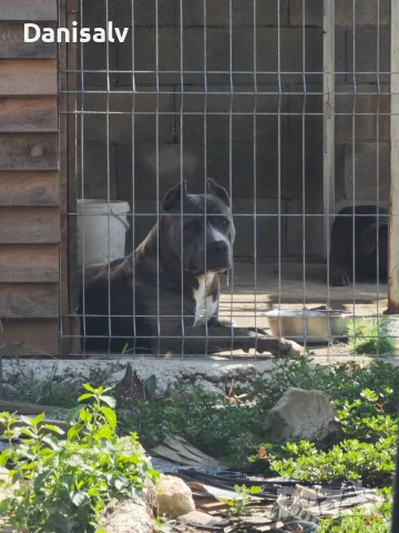 Питбул Блу нос/ Pitbull Blue nose, снимка 15 - Питбул - 56749748
