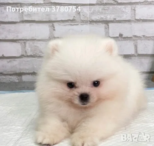 Померан померан джудже, снимка 3 - Померан - 56118437