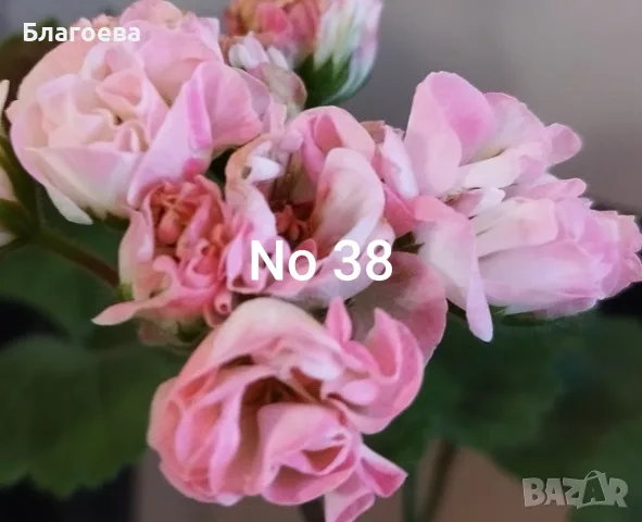 Сортово Мушкато 3 € / бр