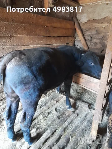  Продавам Мъжко Теле