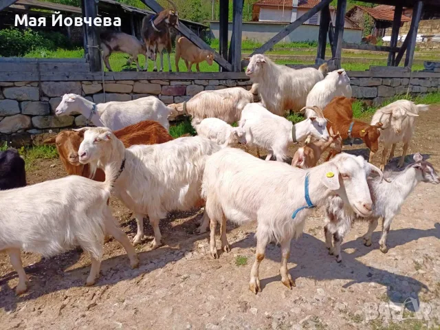 Проавам кози и ярета, снимка 6 - Кози - 56744834