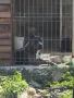 Питбул Блу нос/ Pitbull Blue nose, снимка 15