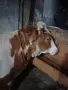продава женско теле, снимка 2