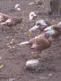 Ред Бърбън пуйки , снимка 2
