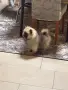 Померанче на 2месца , снимка 1