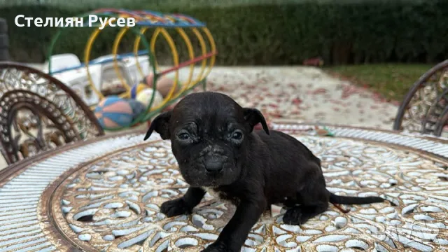 голям американски питбул , това е най-малкото последно кученце , което ще догони по размер родителит