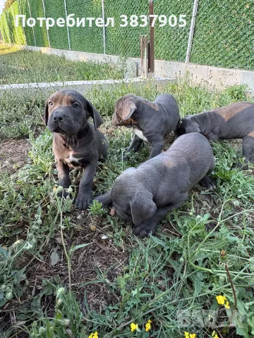 кученца Кане Корсо , снимка 6 - Кане корсо - 56748158
