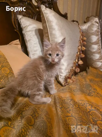 Мейн куун котета, снимка 2 - Мейн кун - 35075644