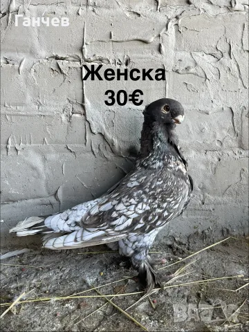 продавам гълъби , снимка 3 - Гълъби - 56594032