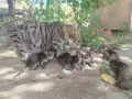 малки сладки котенца, снимка 2