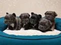 * Френчита Fluffy *, снимка 1