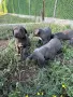 кученца Кане Корсо , снимка 6