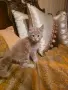 Мейн куун котета, снимка 2
