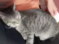 томи котарак търси нов Дом, снимка 2