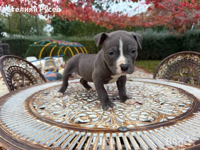 американско були ХЛ и стафордшир + стафордширски териер american bully xl готови за подарък 4 дами п