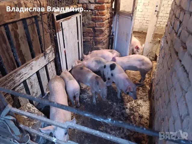 Домашни прасета, снимка 4 - Прасета - 56617218