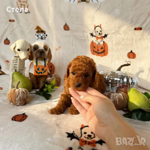Toy poodle той пудел, снимка 2 - Пудели - 56555077