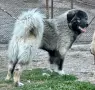 Кавказка Овчарка , снимка 6