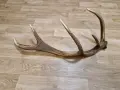 рог от елен         . , снимка 5