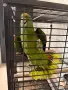 Амазона Двойно Жълтоврата, снимка 1