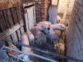 Домашни прасета, снимка 4