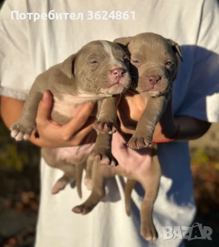 Американско були ХЛ/American Bully Xl, снимка 3 - Питбул - 56729869