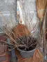 продавам черен касис, снимка 1