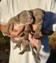 Американско були ХЛ/American Bully Xl, снимка 3