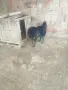 българско овчарско// каракачанско, снимка 2