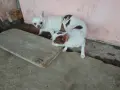 Продавам женско мини чихуахуа, снимка 4