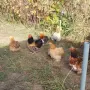 Продавам мини кохин, снимка 1
