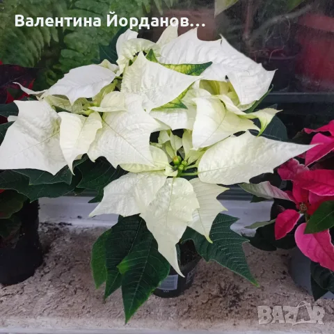 коледна звезда три цвята , снимка 3 - Стайни растения - 56698196