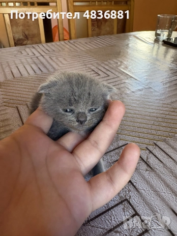 6 британски котенца късокосмести , снимка 3 - Британска късокосместа - 56634935