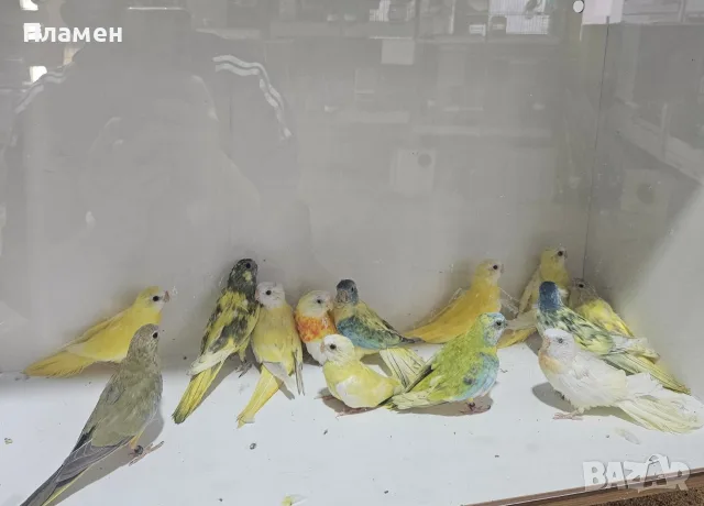 Неофема Сплендида 