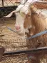 Продавам млад козел , снимка 4