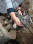 мъжки френски булдог , снимка 9