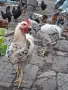 Домашни петли Домашни петли, снимка 3
