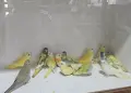 Неофема Сплендида , снимка 1