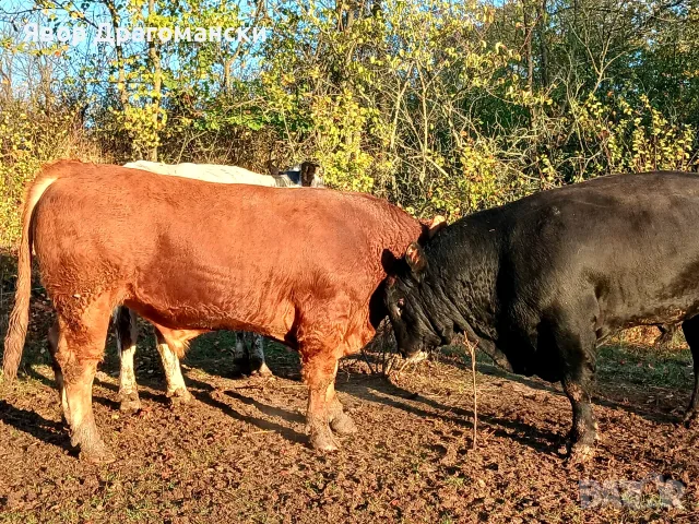 Продавам угоени телета