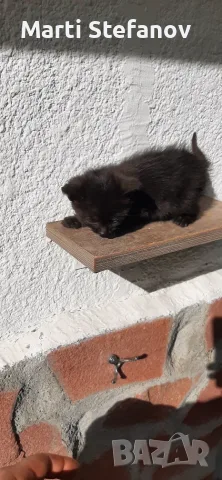 Пидарявам черно коте дългокосместо, снимка 5 - Други животни - 56556156