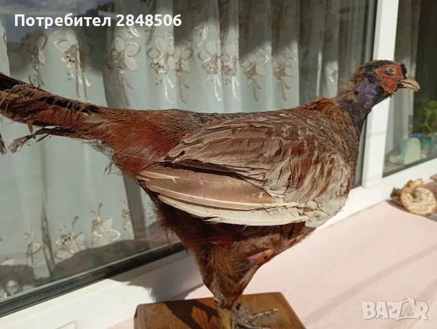 Продавам препариран мъжки фазан, снимка 3 - Други - 56624495