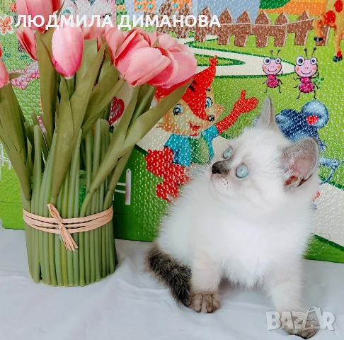 Шотландско мъжко със сини очи 