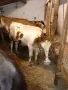 Предлагаме телешко месо , снимка 2
