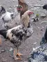 Домашни петли Домашни петли, снимка 7