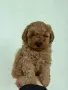 Той пудел toy poodle МОМЧЕ , снимка 4